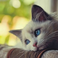 Avatar của Võ Thị Bích